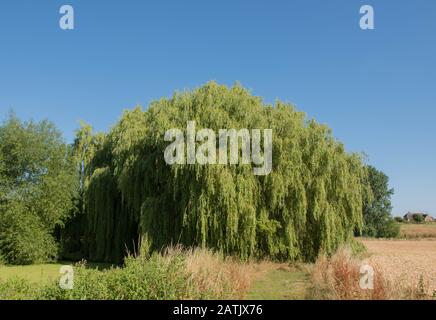 Arbre de saule pleurant (Salix babylonica) sur Le Côté d'un étang Recouvert de Duckweed dans un jardin de campagne dans le Warwickshire rural, Angleterre, Royaume-Uni Banque D'Images