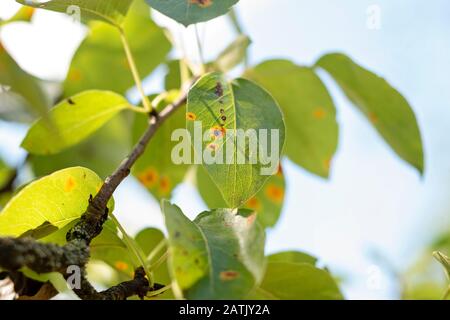 Feuilles de poire malade. Maladie fongique. Taches d'orange sur le poirier. Rouille, maladie d'une poire. Feuille de poire avec infestation de Gymnosporangium sabinae. Arbre infecté Banque D'Images