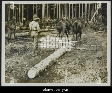 Le Front De L'Ouest Description: Foresterie Canadienne. Annotation De Dérapage : Le Front Occidental. Faire glisser le bois sur une foresterie canadienne Date : {1914-1918} lieu : Canada mots clés : Bois, première Guerre mondiale, bûcherons, rangs d'investissement en bois, chevaux Banque D'Images