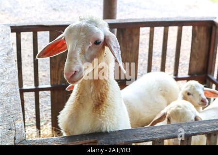 Le visage des moutons debout dans la clôture avec de l'agneau. Mise au point sensible Banque D'Images