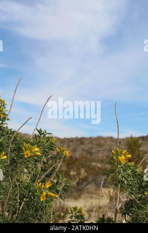 Les phytochimiques exuant connus sous le nom De Composés secondaires qui dissuadent les herbivores d'insectes sont Bladderpod, Peritoma Arborea, un désert de Mojave du sud. Banque D'Images