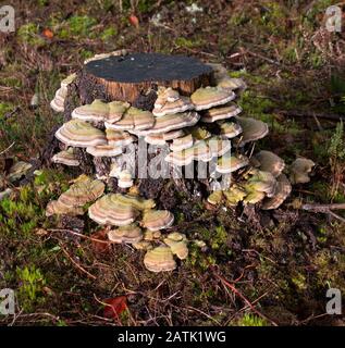 Frensham Common National Trust Farnham Surrey Hills Angleterre Banque D'Images