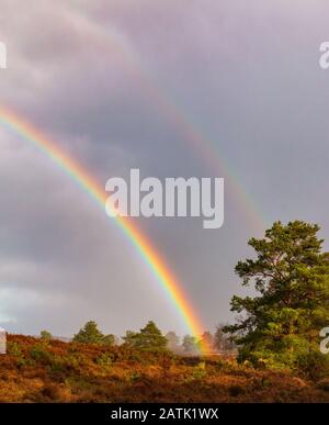 Frensham Common National Trust Farnham Surrey Hills Angleterre Banque D'Images