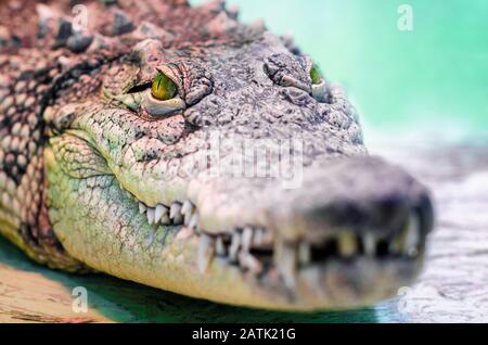 tête de crocodile avec bouche taothy et œil jaune gros plan sur un fond vert Banque D'Images