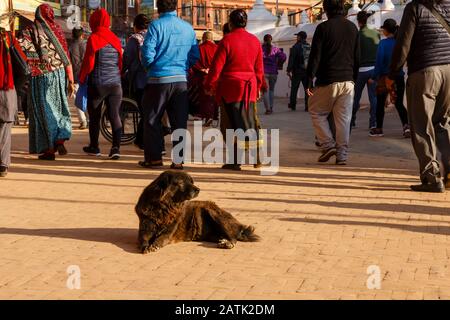 Un grand chien gris noir se trouve sur le terrain près de la Bouda Stupa à Katmandou, au Népal Banque D'Images