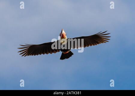 Toco Toucan volant dans le ciel bleu au Brésil (Ramphastos toco) Banque D'Images