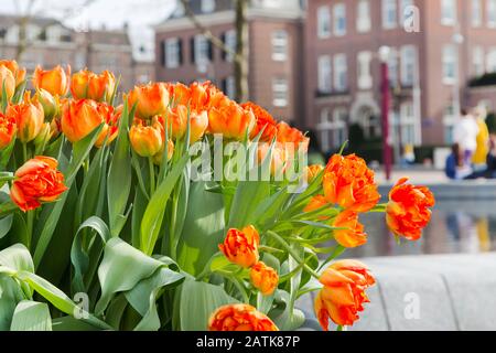 Parterres fleuries avec tulipes rouges et jaunes et maisons d'Amsterdam défocused Banque D'Images