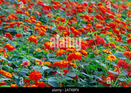 Thème fait avec des fleurs colorées mixtes Banque D'Images