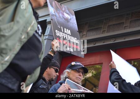 Les manifestants pour les droits des animaux se sont alignés devant le magasin de la Bernache du Canada avec des panneaux de droits des animaux à New York le 18 octobre 2018. Les manifestants revendiquent la T Banque D'Images