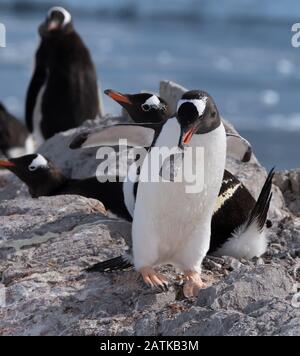 Magnifique port de Neko, une entrée de la péninsule Antarctique Banque D'Images