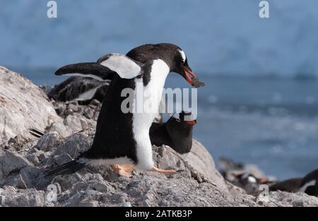 Magnifique port de Neko, une entrée de la péninsule Antarctique Banque D'Images