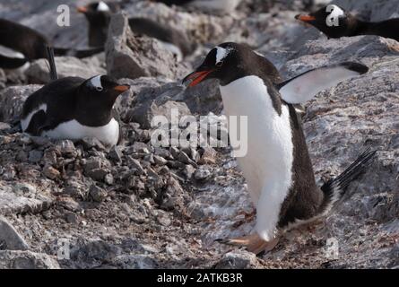 Magnifique port de Neko, une entrée de la péninsule Antarctique Banque D'Images