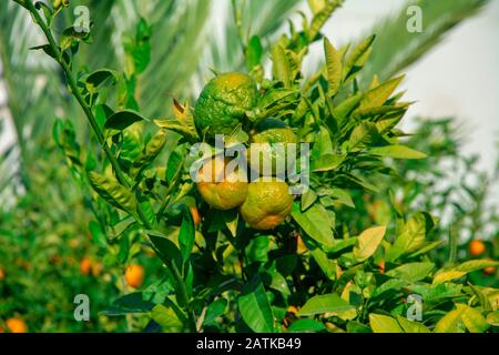 Afficher sur une branche avec des tangerines orange vif sur un arbre. Banque D'Images