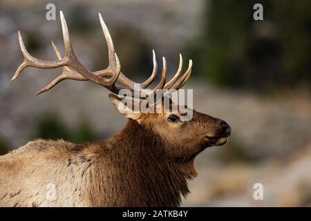 L'Élan, le Parc National de Yellowstone, Wyoming, USA. Banque D'Images