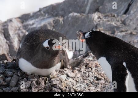 Magnifique port de Neko, une entrée de la péninsule Antarctique Banque D'Images