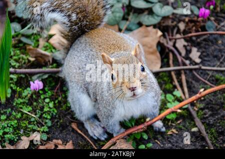 Vue rapprochée d'un écureuil gris dans un parc. Banque D'Images
