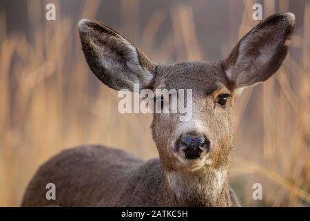 Mule Deer, Wyoming, États-Unis. Banque D'Images