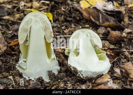 Le champignon toxique mortel Amanita phaloides pousse dans les forêts d'Europe centrale. Banque D'Images