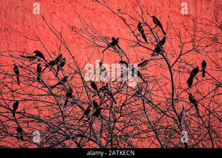 Un troupeau de Grackles De Grande Queue est silhouetté contre le phare rouge de Commerce ou le monument Faro de Comercio sur la place Macroplaza dans le quartier Barrio Antiguo de Monterrey, Nuevo León, Mexique. Le monument moderniste a été conçu par l'architecte mexicain Luis Barragan et construit pour commémorer le 100ème anniversaire de la Chambre de commerce de Monterrey. Banque D'Images