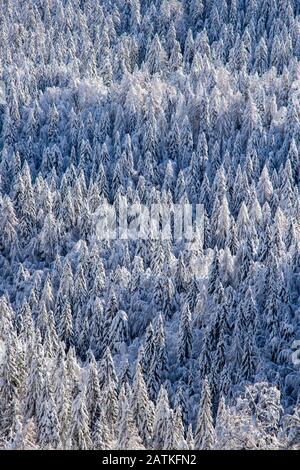 Forêt recouverte de neige, vallée de Bohinj Banque D'Images