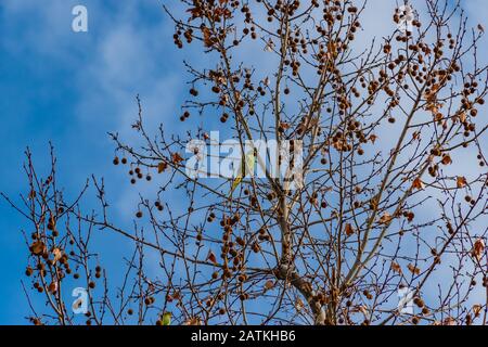 Un perroquet vert sur un arbre près de la gare St Charles de Marseille Banque D'Images
