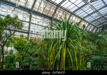 Vue perspective de l'intérieur grande serre rustique avec un feuillage luxuriant. Jungle tropicale intérieure avec palmiers dans les jardins botaniques de l'Université Charles Banque D'Images