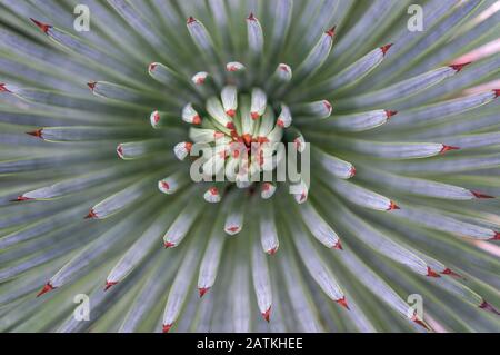 Résumé gros plan de l'agave vert de la plante succulente avec des bouts rouges avec centre recourbé vers le haut. Des couleurs éclatantes et des photos macro nettes de feuilles fines Banque D'Images