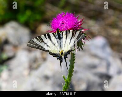 Rare papillon à queue d'aronde (Iphiclides podalirius) sur une fleur à tête de chardon violet, Croatie Banque D'Images