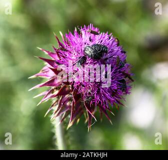 Le chardon pourpre ou la Knapweed recouvert de coléoptères noirs avec des taches blanches, (ornatoides d'Acmaeodera), Kolocep, Croatie Banque D'Images