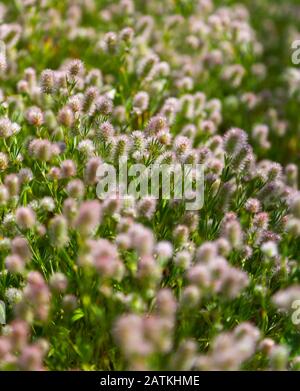 Clover de Hare ou simplement Hare (trifolium arvense) fleurs sauvages qui poussent en Croatie Banque D'Images