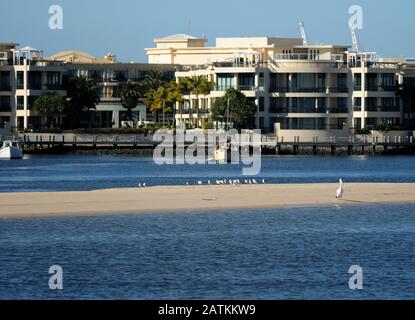 Oiseaux Sur Une Rive De Sable À La Rivière Nerang Sur La Côte D'Or De Surfers Paradise Banque D'Images