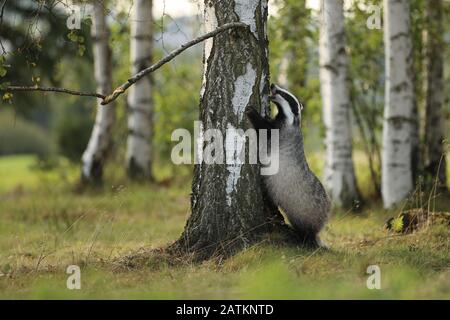 Badger rester près de l'arbre dans la forêt, l'habitat de la nature animale, Allemagne, Europe. Faune et flore. Badger sauvage, Meles meles, animal en bois. Badge européen. Banque D'Images