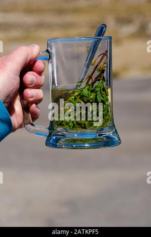 Tasse de thé muña, Minthostachys mollis, utilisée pour lutter contre la maladie de l'altitude, l'altiplano péruvien, Pérou Banque D'Images