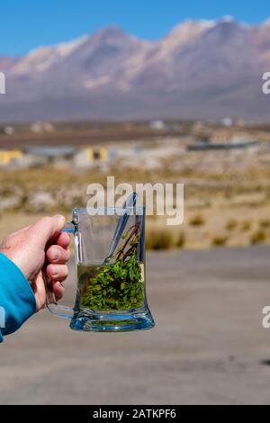 Tasse de thé muña, Minthostachys mollis, utilisée pour lutter contre la maladie de l'altitude, l'altiplano péruvien, Pérou Banque D'Images