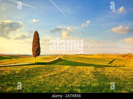 Paysage rural de Toscane, cyprès et route blanche. Sienne, Italie, Europe. Banque D'Images