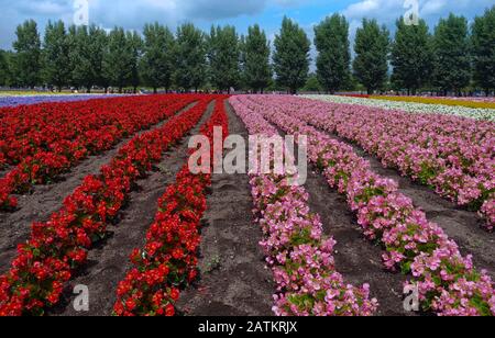 La ferme Tomita, à Furano, Hokkaido, affiche un large éventail de fleurs mais ils sont mieux connus pour leurs champs géants de lavande. Banque D'Images