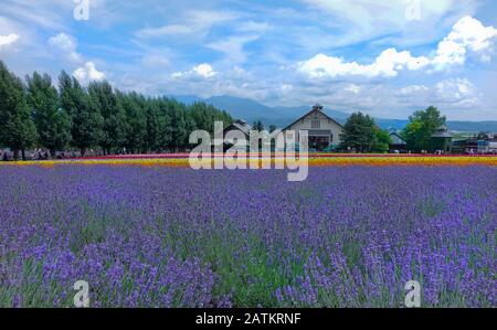 La ferme Tomita, à Furano, Hokkaido, affiche un large éventail de fleurs mais ils sont mieux connus pour leurs champs géants de lavande. Banque D'Images