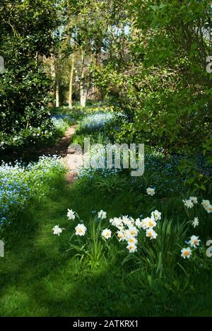 Jardin des bois au printemps avec double Narcissi et oubliez-moi-nots Banque D'Images