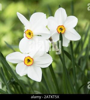 Narcisse 'Capability Brown' a des fleurs de longue durée et un parfum très agréable Banque D'Images