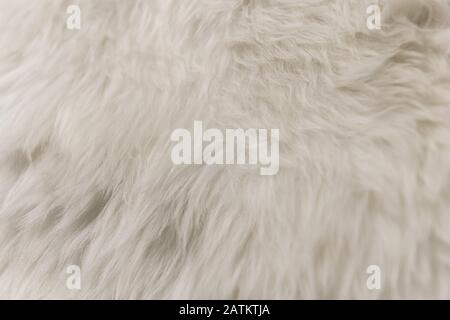 La texture de la fourrure artificielle blanche fond de close-up. Banque D'Images