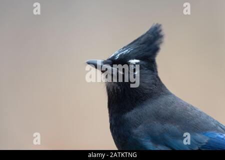 Weller's Jay, Wyoming, États-Unis Banque D'Images