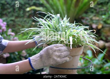 Jardinier avec des mains gantées, effarez les feuilles séchées d'un pot de plantes vertes Banque D'Images