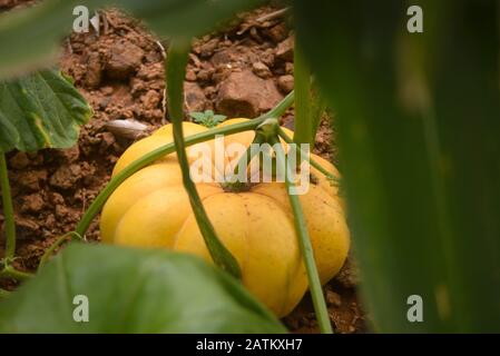 Citrouille biologique sur un jardin de légumes maison Banque D'Images