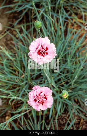 Gros plan sur les fleurs et bourgeons Dianthus Doris fixés sur fond de feuilles.. Une vivace éternelle entièrement dure. Banque D'Images