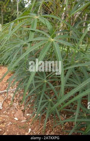 Gros plan sur les feuilles d'une plante de manioc dans une ferme du Brésil Banque D'Images