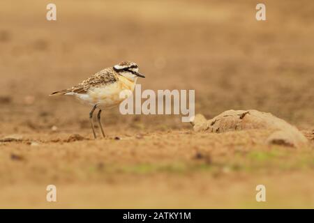 Kittlitzs Plum - Charadrius pecuarius petit oiseau de rivage dans les Charadriidae, se reproduit près des marais salants côtiers et intérieurs, des berges de rivière ou des prairies, indigènes Banque D'Images