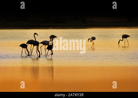 Le Grand Flamingo - Phoenicopterus roseus les espèces les plus répandues et les plus importantes de la famille des flamants, que l'on trouve en Afrique, en Inde, au Moyen-Orient et au sud Banque D'Images