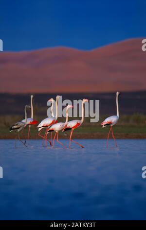 Le Grand Flamingo - Phoenicopterus roseus les espèces les plus répandues et les plus importantes de la famille des flamants, que l'on trouve en Afrique, en Inde, au Moyen-Orient et au sud Banque D'Images