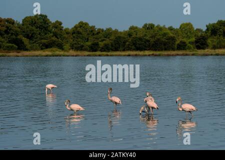 Le Grand Flamingo - Phoenicopterus roseus les espèces les plus répandues et les plus importantes de la famille des flamants, que l'on trouve en Afrique, en Inde, au Moyen-Orient et au sud Banque D'Images