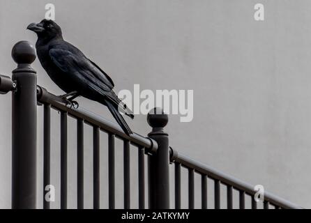 Le corbeau noir est assis sur la clôture. Faire du Nid-de-Corbeau aux portes. Banque D'Images